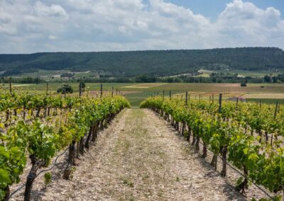 Campos Ribera de Duero. Bodegas Amaró
