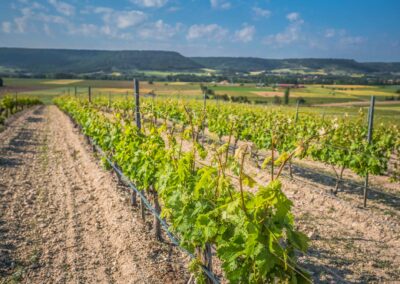 Campos Ribera de Duero. Bodegas Amaró