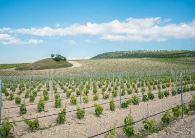 Campos Ribera de Duero. Bodegas Amaró