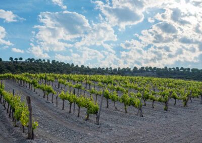 Campos Ribera de Duero. Bodegas Amaró