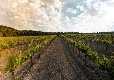 Campos Ribera de Duero. Bodegas Amaró