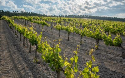 Así debes cuidar tus viñas para fabricar el mejor vino
