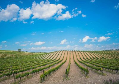 Campos Ribera de Duero. Bodegas Amaró