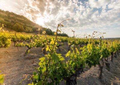 Campos Ribera de Duero. Bodegas Amaró
