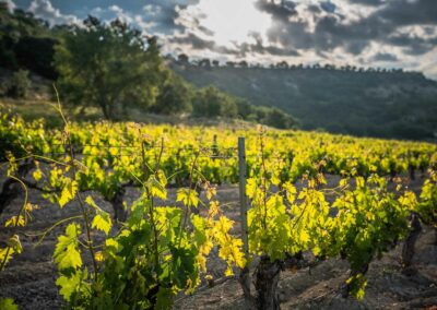 Campos Ribera de Duero. Bodegas Amaró