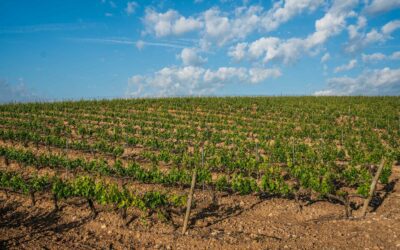 ¿Cómo afecta el clima al vino?