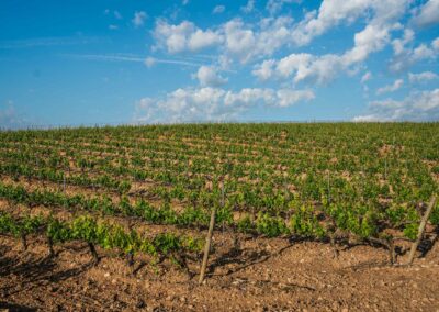 Campos Ribera de Duero. Bodegas Amaró