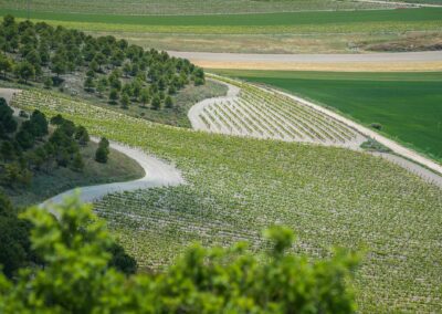 La tierra de Ribera de Duero. Bodegas Amaró